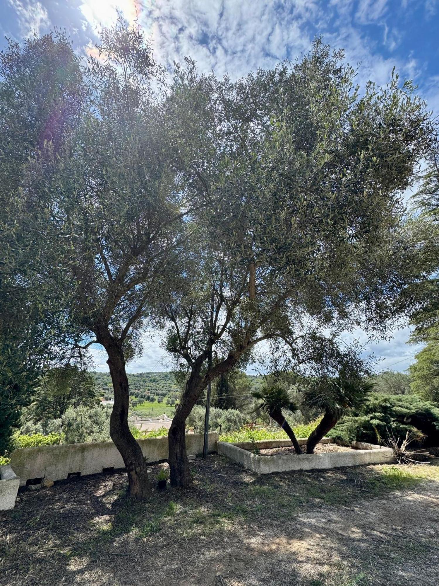 Casa vacanze Trulli Nel Bosco Itria Valley Ceglie Messapica